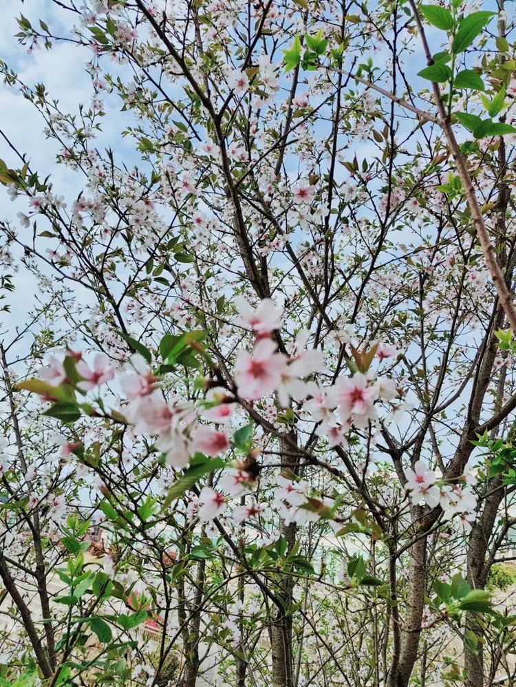 美好學(xué)校|清明節(jié)放假通知——重慶市遠(yuǎn)恒佳學(xué)校2024年清明節(jié)致家長的一封信 美好學(xué)校|清明節(jié)放假通知——重慶市遠(yuǎn)恒佳學(xué)校2024年清明節(jié)致家長的一封信